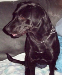 Zena