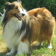 Sophie the sheltie