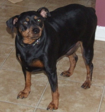 Peanut