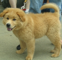Nash