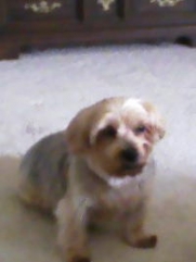 Spunky