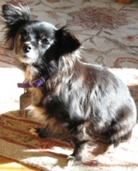 Gidget