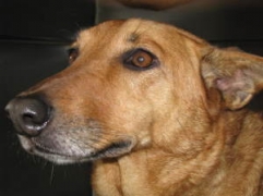 Rosie