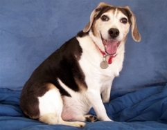 Boscoe