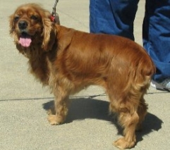 Shirley