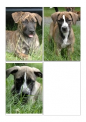 Althea, chanel, and puck