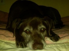 Coco (a.k.a. charmer)