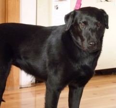 Sheba