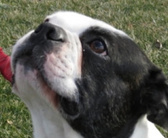 Bo