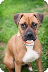 Madra
