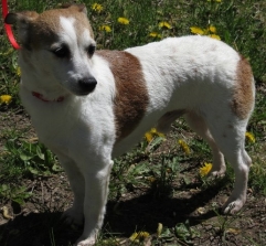 Merlin