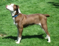 Harper
